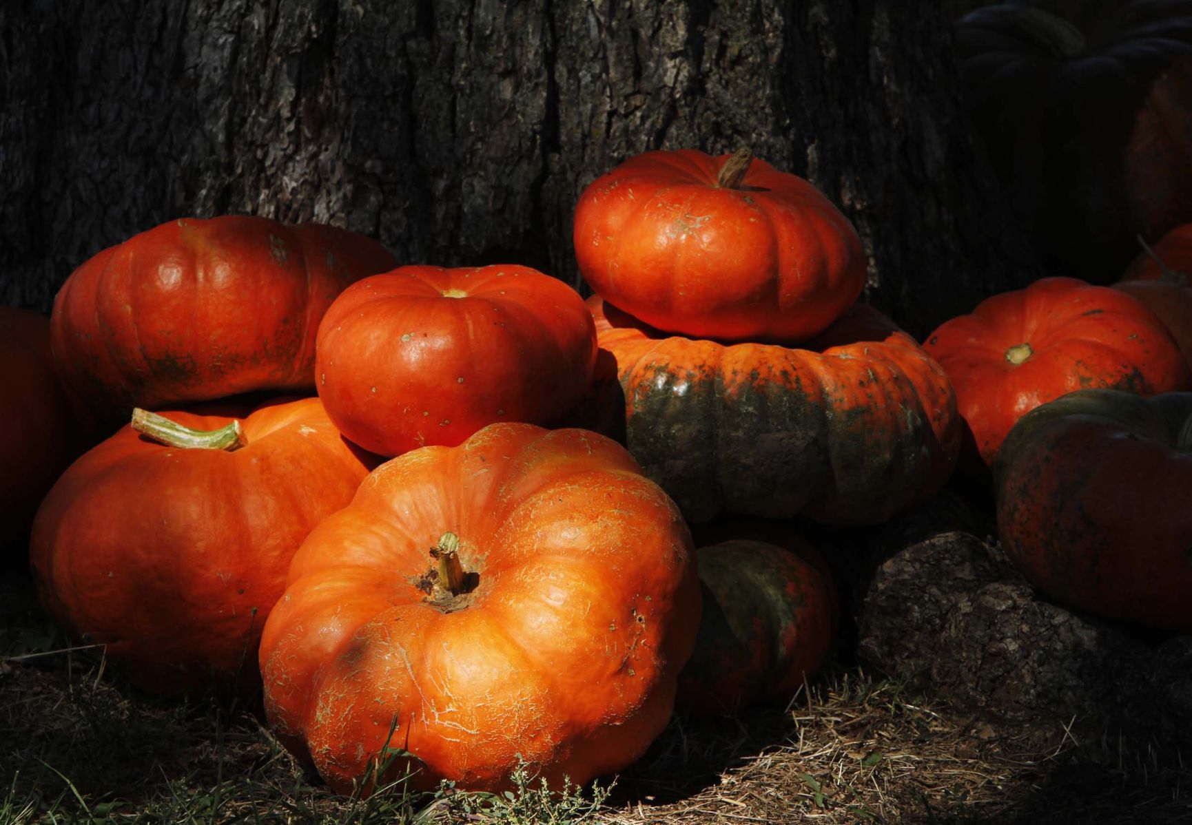 Trick-or-Treat at The Farm